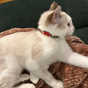 Paper 2024 cat collar