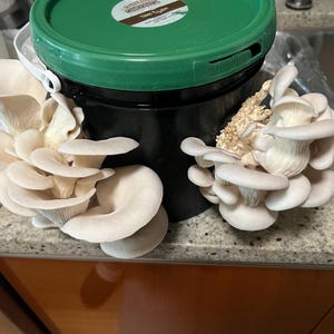 Mary added a photo of their purchase