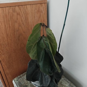 PRISCILLA added a photo of their purchase