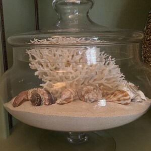 Shell Bits & Pieces Shards Beach Sand Tiny Little Shells for | Etsy