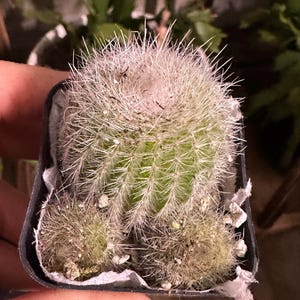 Silver Ball Cactus - Etsy