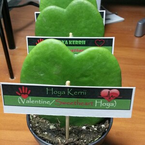 TONG added a photo of their purchase