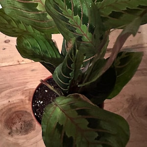 Nita added a photo of their purchase