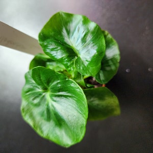 Acquirente Etsy ha aggiunto una foto del proprio acquisto