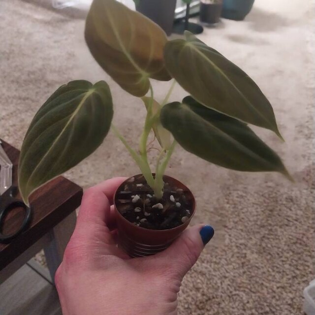 Philodendron Black and Gold Starter Plant (ALL STARTER PLANTS Require You  to Purchase 2 Plants!) - Etsy