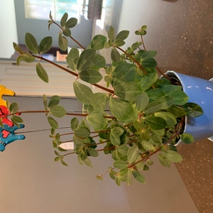 Comprador de Etsy ha añadido una foto de su compra