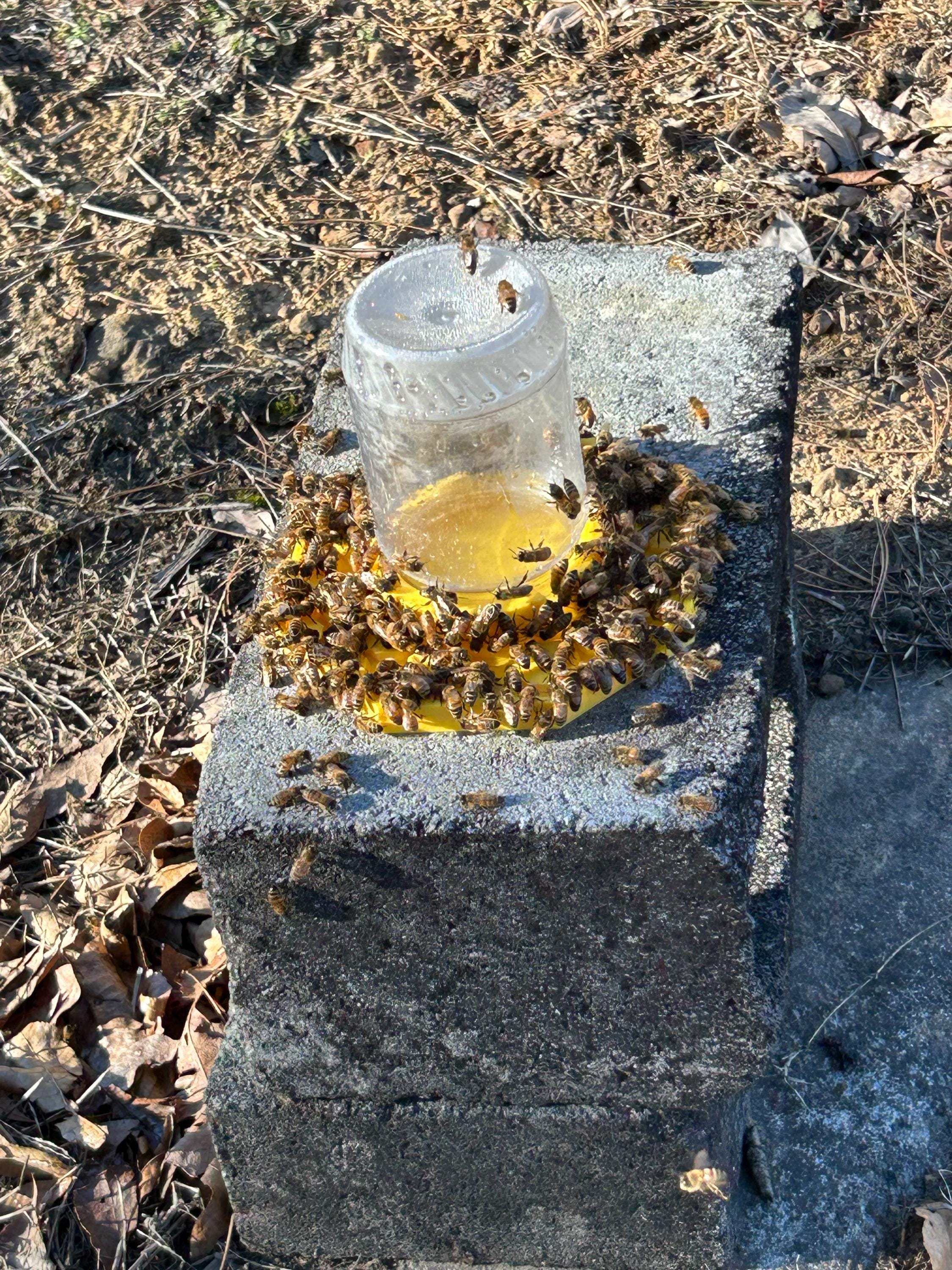 The Happy Bee Hydration Station (3D Printed)