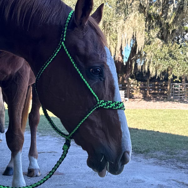 4-knot Rope Halter Only - Assorted Colors - Newborn/foal/mini/yearling ...