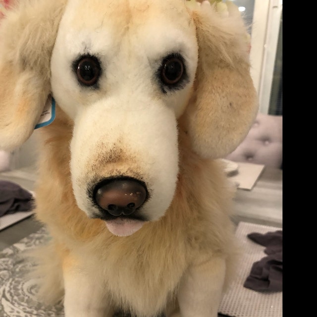 turn your dog into a stuffed animal