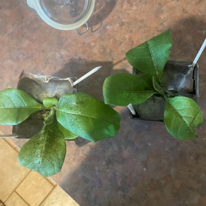 heather added a photo of their purchase