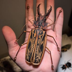 Real Giant Sabertooth Longhorn Beetle Macrodontia Cervicornis