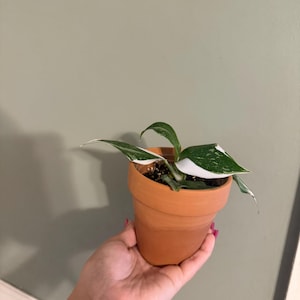 Priscilla ha añadido una foto de su compra