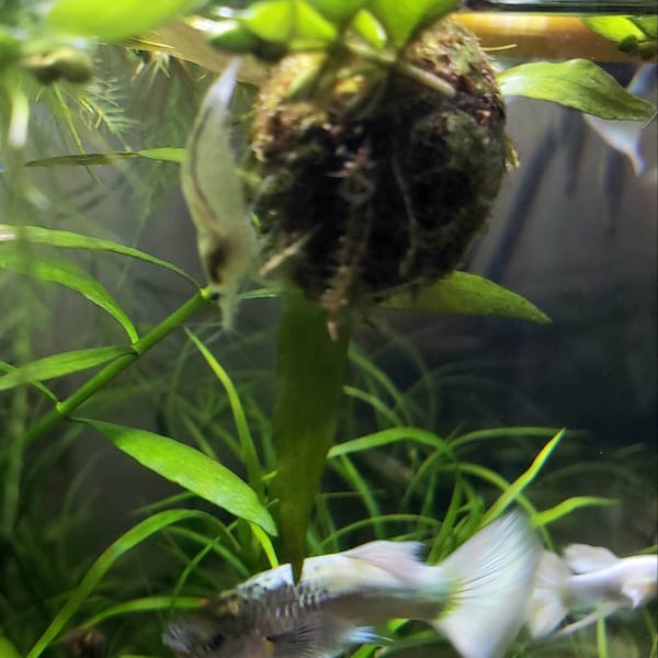 Sinking Java Moss Ball Live Aquarium Paludarium Plant Decoration - Etsy