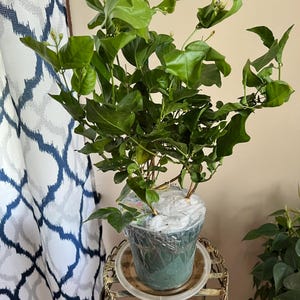 Black Asper Bamboo in 6 Pot, Bambu Hitam - Etsy