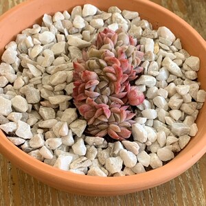 Atche ha añadido una foto de su compra