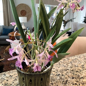 Sandy added a photo of their purchase