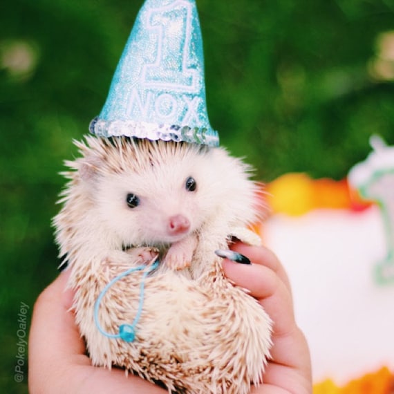Customer photo of a pet with the First Birthday hat and matching tie or bow