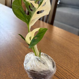 Angelika added a photo of their purchase