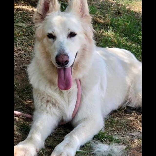 Deworming In Dogs Conditions Treated, Procedure, Efficacy,