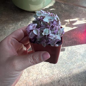Sharrise added a photo of their purchase