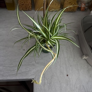 Casie added a photo of their purchase