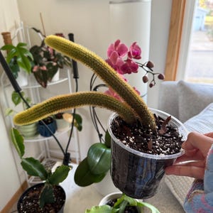 2”, 4", 6”, 8” Pot of Rooted Cleistocactus Winteri Golden Monkey Tail Rat Tail Cactus - Shipped Bare Roots