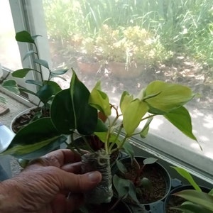 Robert added a photo of their purchase