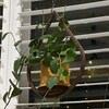 White Ribbed Flower Pot Planter main image 1