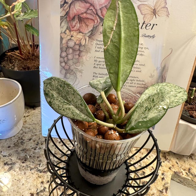 Hoya Wilbur Graves (China) UNROOTED Cutting - Etsy 日本