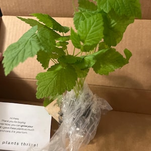 Stephanie added a photo of their purchase