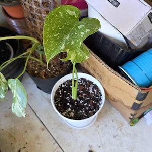 Courtney added a photo of their purchase