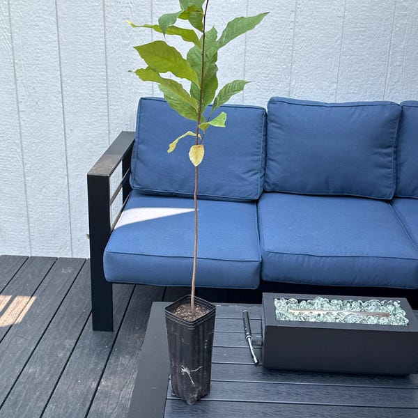 Pawpaw Asimina Triloba Tree 20"+ Tall Live Plant in 3.5" X 9" Air Prune ...