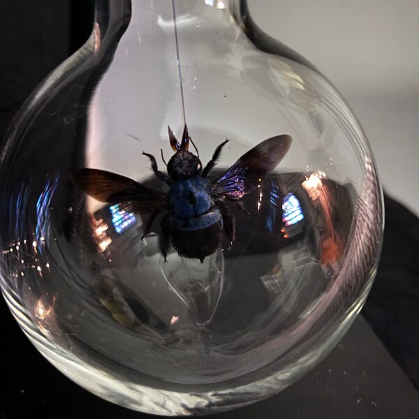 Xylocopa Caerulea, Blue Carpenter Bee, Entomology, Insects, Arthopoda ...