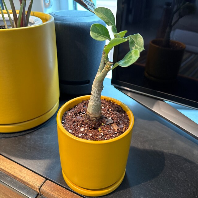DL42 X BKK 1 Aka Pearl Adenium Obesum Grafted Plant 