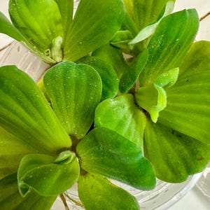 Angela heeft een foto van zijn/haar aankoop toegevoegd