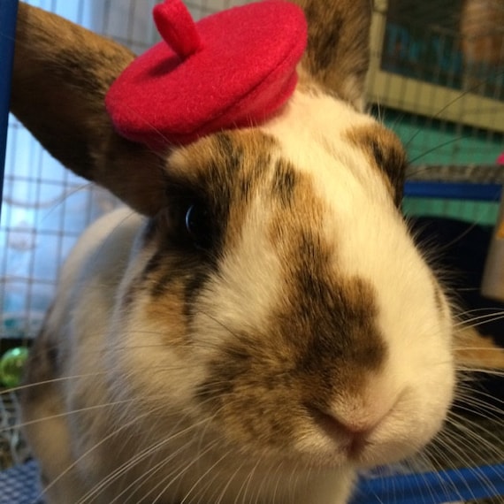 Customer photo of a pet with the Beret Personalized for small pet Cat Dog