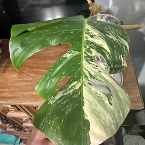 Kitty added a photo of their purchase