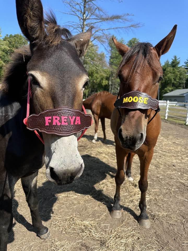 Custom Bronc Noseband with Premium Yacht Rope Halter