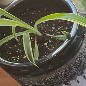 Ryan added a photo of their purchase