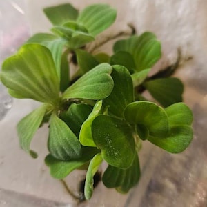 Jenn heeft een foto van zijn/haar aankoop toegevoegd