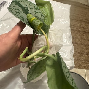 Tammy added a photo of their purchase