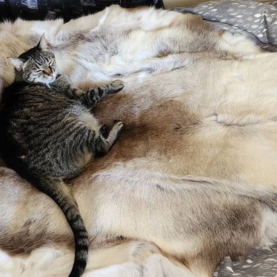 Runecaller Norse Rune Wand Volva Staff Distaff Asatru Altar - Etsy