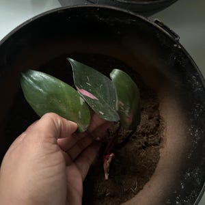 Cavity ha añadido una foto de su compra