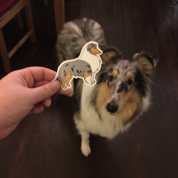Rough Collie Blue Merle and Black Tri Vinyl Stickers - Etsy