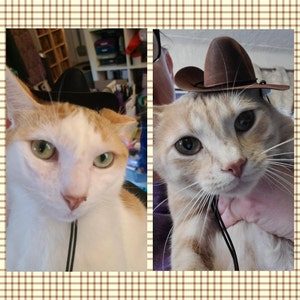 Indiana Jones Fedora para tu gato, sombrero Indiana Jones para perro o  mascota -  México