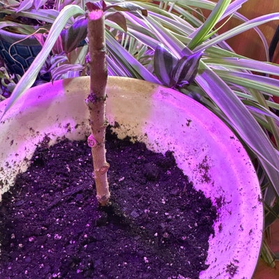 Bonsai Dwarf Weeping Willow Tree - Large Thick Truck Indonesia