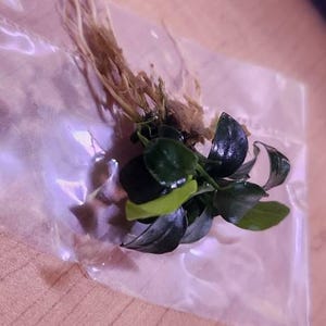 Acheteur Etsy a ajouté une photo de son achat