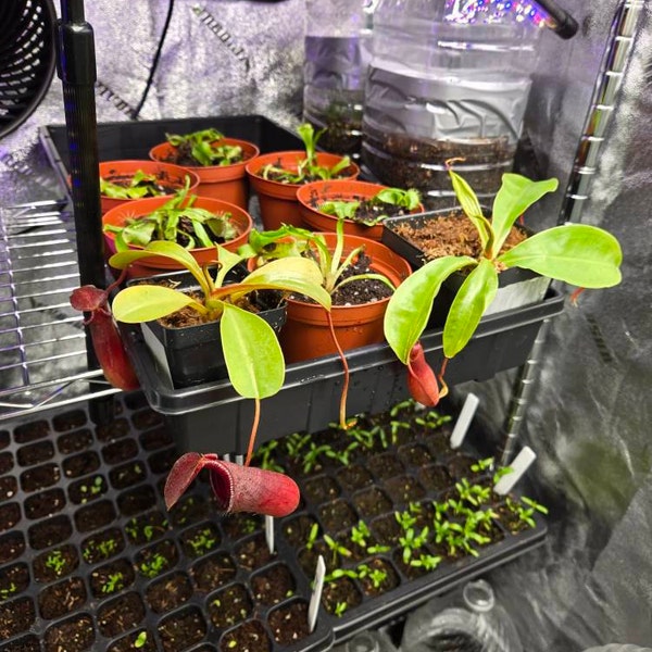 Image showcasing Carnivorous Safe Plant Fertilizer for Pitcher Plants - Osmocote - 14-14 ...