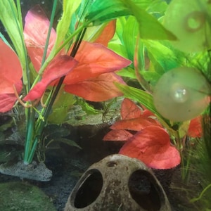 Stormy added a photo of their purchase