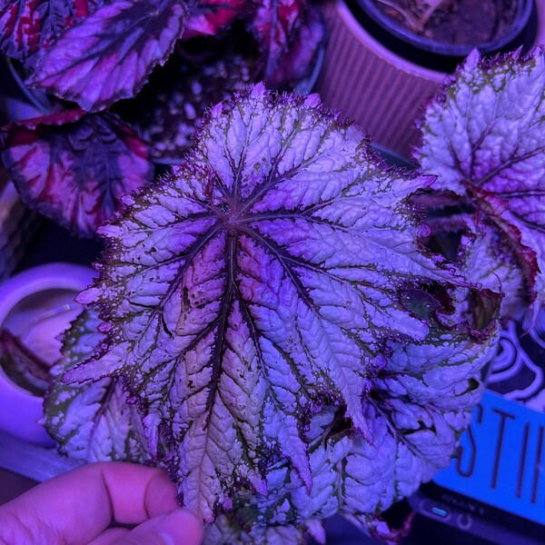 Rex Raptor Blush Rex Begonia 'royal Blush' - Etsy